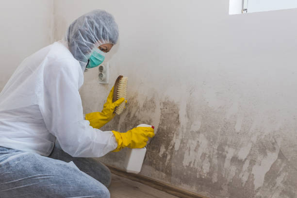 Best Post-Flood Mold Remediation in Waldorf, MD